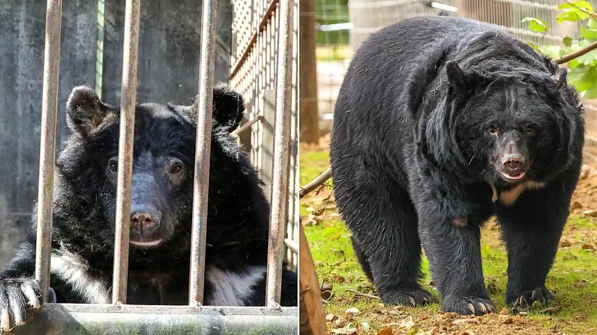 Five bears caged on a South Korean bile farm for up to 27 years have been flown 5,500 miles to a new woodland home in Suffolk by TV farmer Jimmy Doherty.