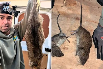Britain is facing a boom in monster rats as milder winters and overflowing bins help them thrive - with one pest expert catching rodents 16 inches long.
