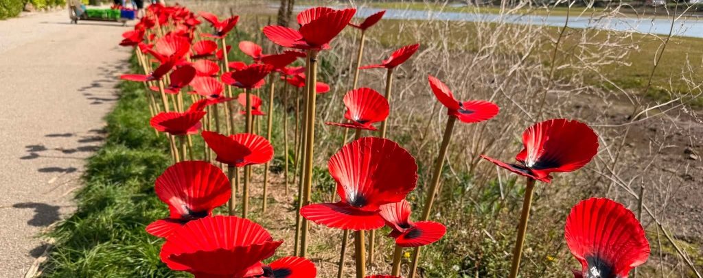 Thousands of scallop shells have been turned into poppies for 9/11's 25th anniversary - honouring a Cornish hero who led 2,500 people out of the South Tower.