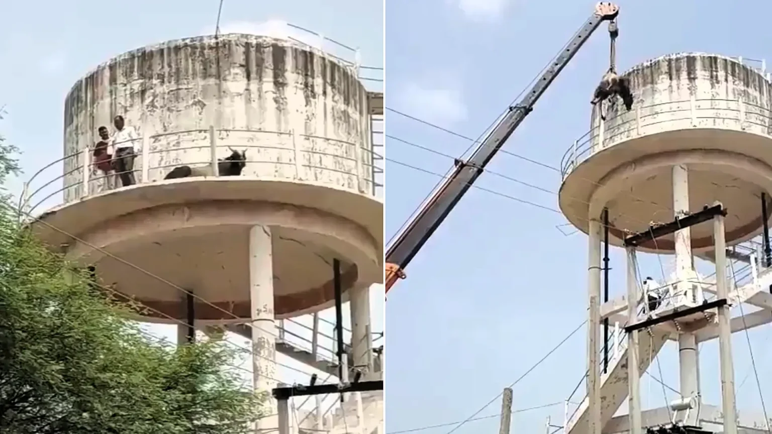 A bull was rescued after becoming stranded on top of a 50ft-high water tank for 36 hours - a crane lowered the sedated animal as crowds watched in Madhya Pradesh, India.