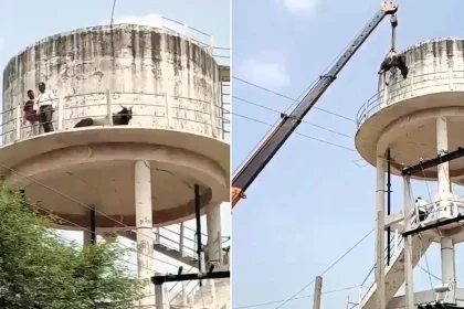 A bull was rescued after becoming stranded on top of a 50ft-high water tank for 36 hours - a crane lowered the sedated animal as crowds watched in Madhya Pradesh, India.