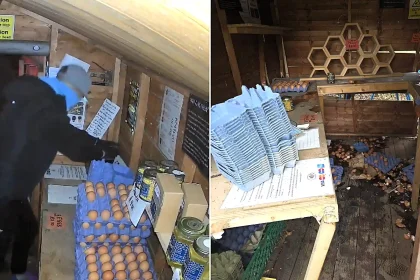 Balaclava-clad thieves wielding a pickaxe ripped a safe from a Suffolk farm shop with a tow rope - only to find it empty, leaving the owner fearing for the business.