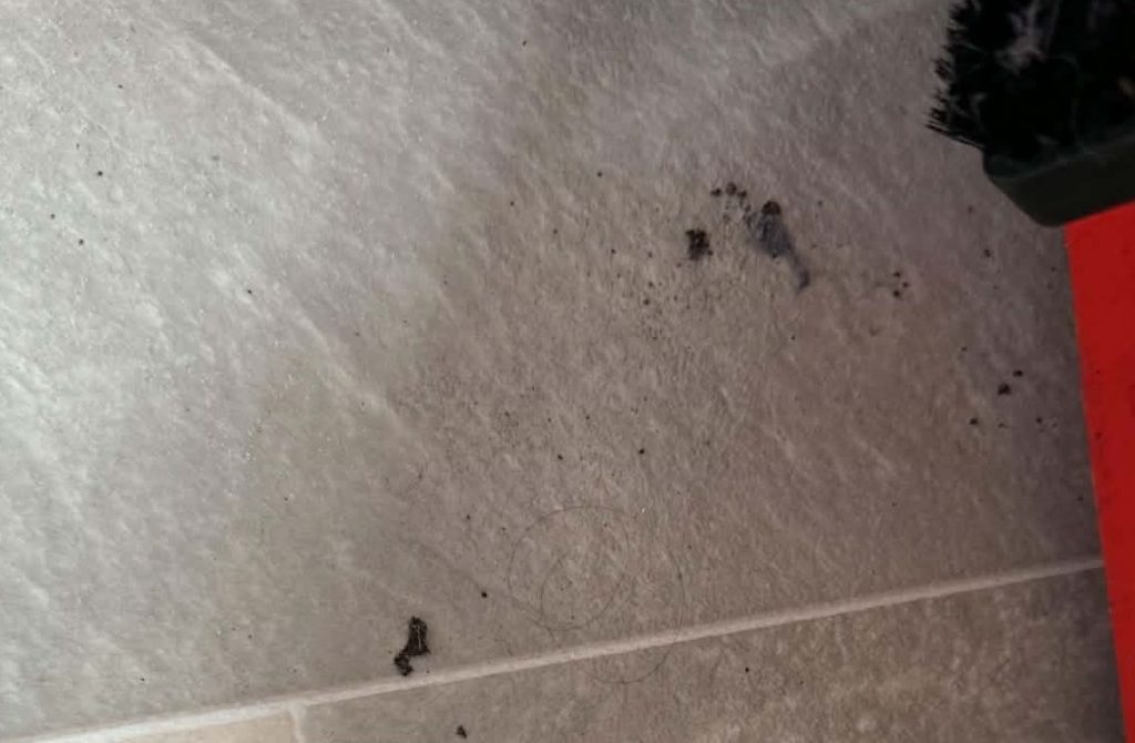 A family say they can hear rats scurrying in their walls at night - and installed CCTV in their own home to prove the infestation was real.