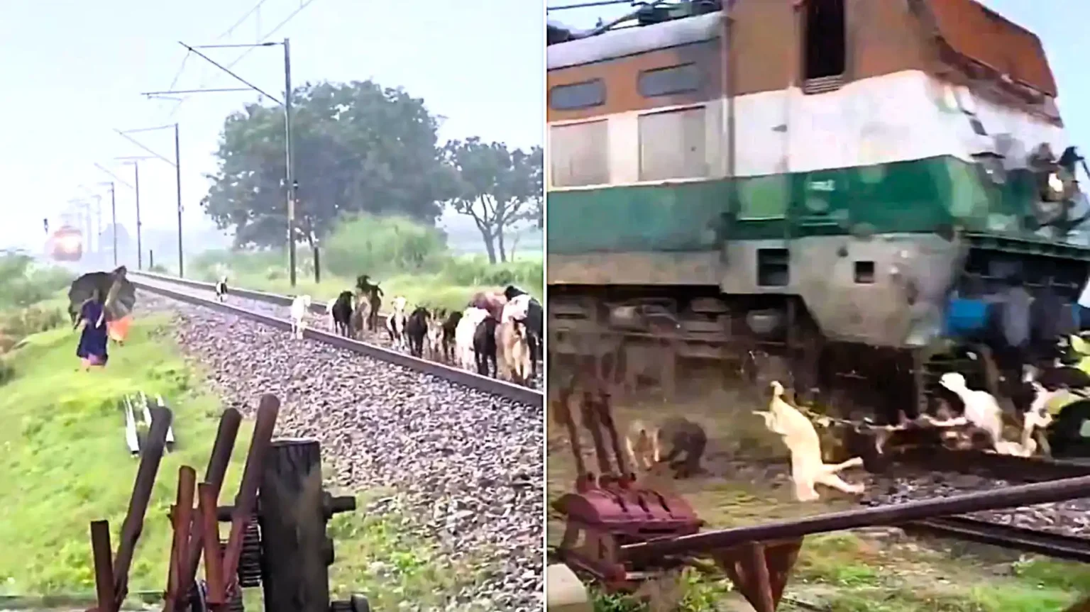 Around 30 goats were massacred when an express train ploughed into a herd - after a quick-thinking gateman screamed at three women to get off the tracks in time.