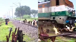 Around 30 goats were massacred when an express train ploughed into a herd - after a quick-thinking gateman screamed at three women to get off the tracks in time.