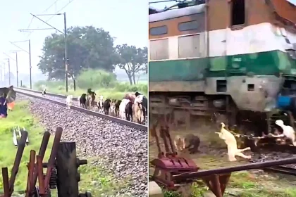 Around 30 goats were massacred when an express train ploughed into a herd - after a quick-thinking gateman screamed at three women to get off the tracks in time.