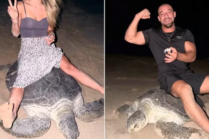Fitness influencer Vadym Oleynik sparks fury after appearing to ride a sea turtle while it laid eggs in Oman - now authorities have taken legal action against him.