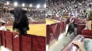 A half-tonne bull leapt over a barrier and landed just inches from the front row of spectators - and incredibly, it wasn't the beast's only escape attempt.