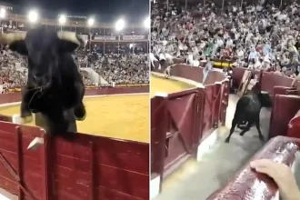 A half-tonne bull leapt over a barrier and landed just inches from the front row of spectators - and incredibly, it wasn't the beast's only escape attempt.