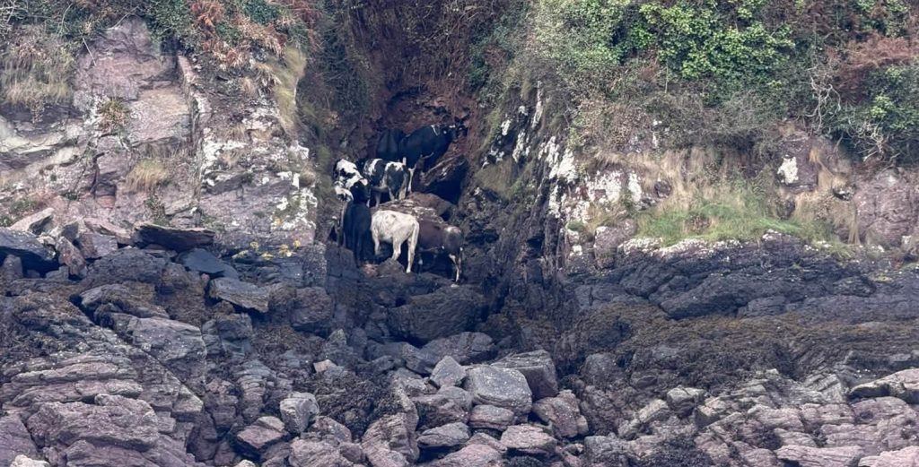 Eight cows were towed to safety lashed to a boat after tumbling from cliffs and becoming stranded on rocks - with a lifeboat and fishing vessel joining the rescue.