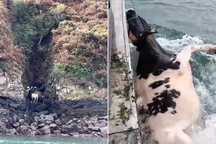 Eight cows were towed to safety lashed to a boat after tumbling from cliffs and becoming stranded on rocks - with a lifeboat and fishing vessel joining the rescue.