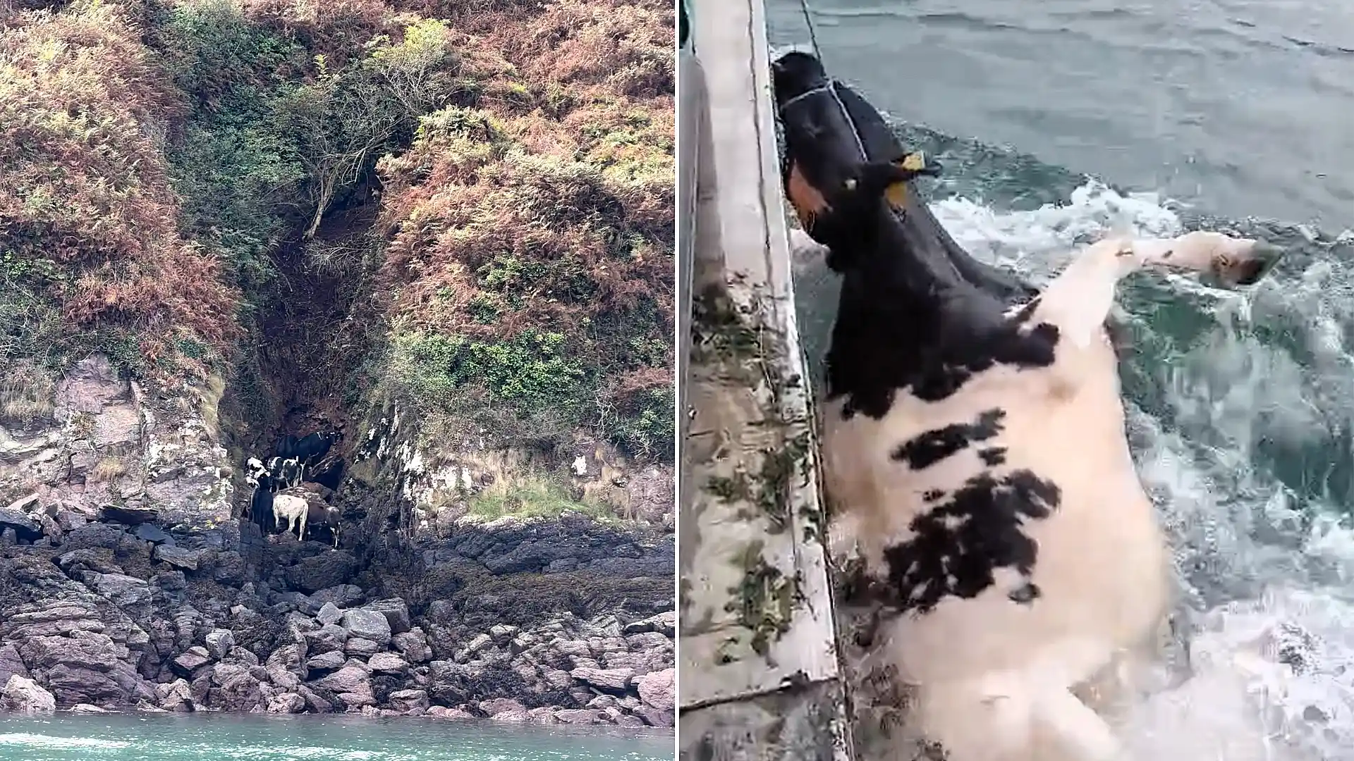 Herd of cows fall off CLIFF as hero fisherman tows them to safety | Need To Know