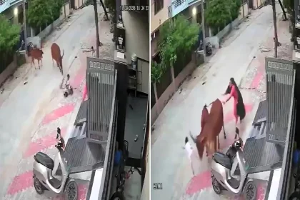 CCTV captures the moment a three-year-old boy is headbutted into the air by a stray cow with huge horns as his mother desperately tries to save him.