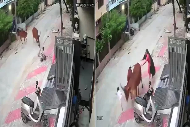 CCTV captures the moment a three-year-old boy is headbutted into the air by a stray cow with huge horns as his mother desperately tries to save him.