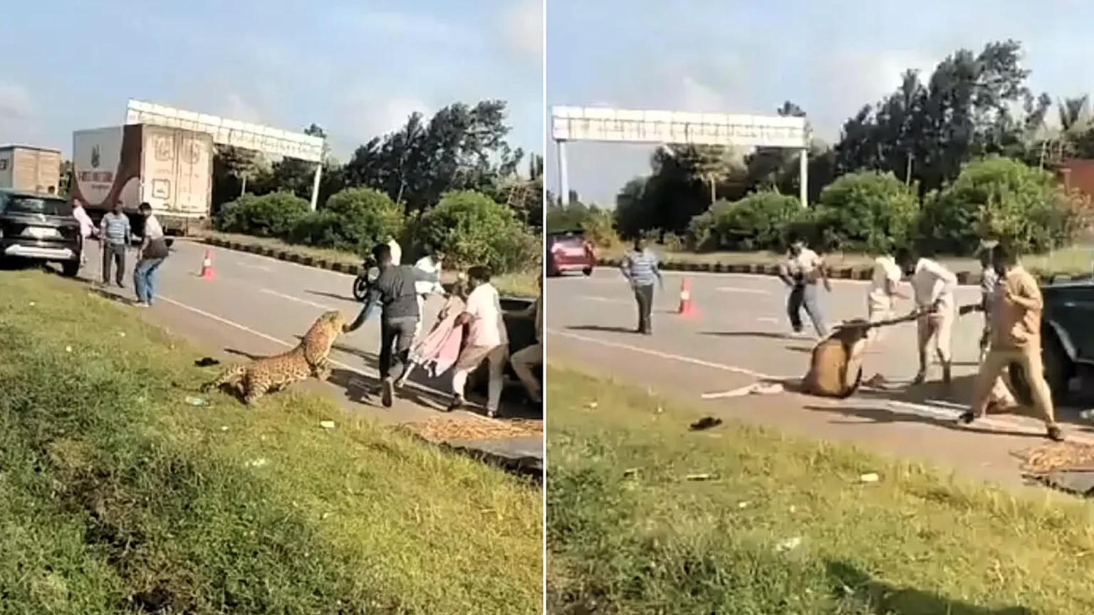 A tranquillised leopard suddenly pounced on a forest official and pinned him to the ground - as colleagues rushed in with a stick to distract the big cat.