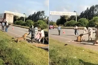A tranquillised leopard suddenly pounced on a forest official and pinned him to the ground - as colleagues rushed in with a stick to distract the big cat.