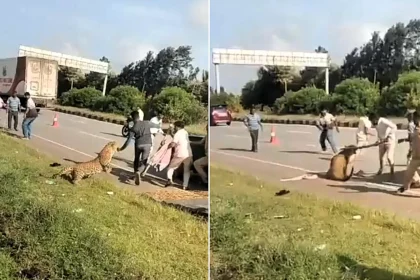 A tranquillised leopard suddenly pounced on a forest official and pinned him to the ground - as colleagues rushed in with a stick to distract the big cat.