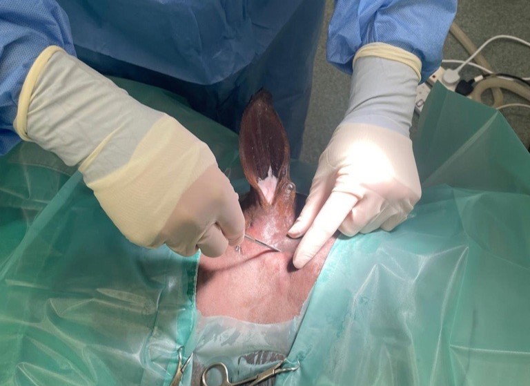 A rescue pony's suspected abscess turned out to be two giant teeth growing inside his skull - vets called the rare ear tooth case one of their most bizarre ever.