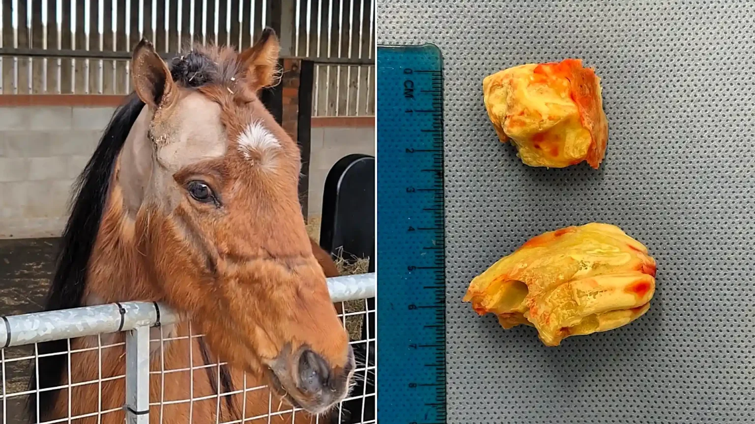 A rescue pony's suspected abscess turned out to be two giant teeth growing inside his skull - vets called the rare ear tooth case one of their most bizarre ever.