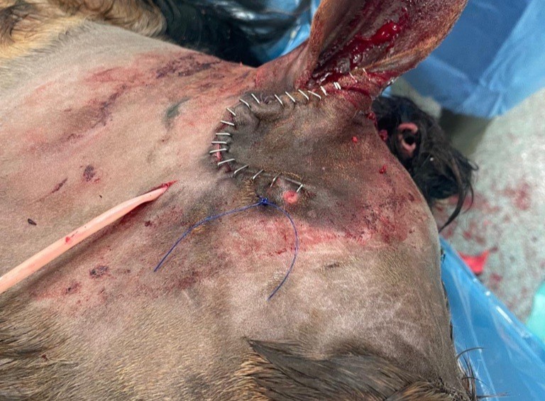 A rescue pony's suspected abscess turned out to be two giant teeth growing inside his skull - vets called the rare ear tooth case one of their most bizarre ever.