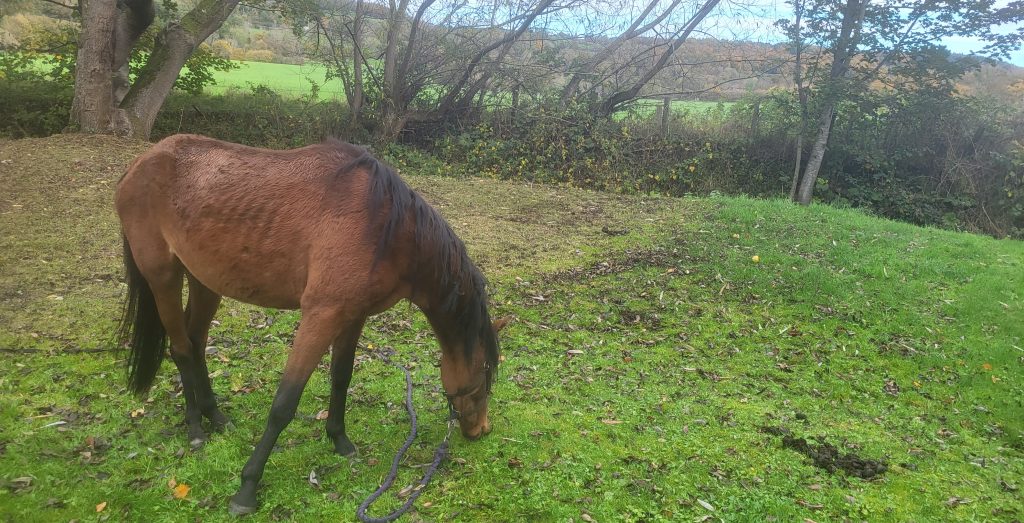 A rescue pony's suspected abscess turned out to be two giant teeth growing inside his skull - vets called the rare ear tooth case one of their most bizarre ever.