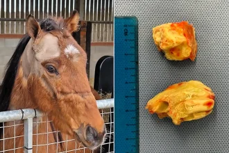 A rescue pony's suspected abscess turned out to be two giant teeth growing inside his skull - vets called the rare ear tooth case one of their most bizarre ever.