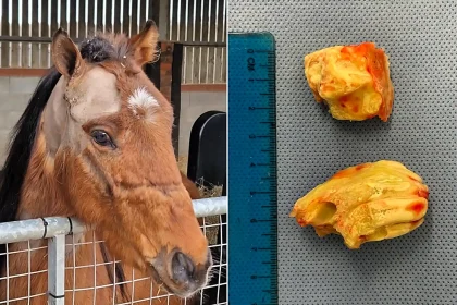 A rescue pony's suspected abscess turned out to be two giant teeth growing inside his skull - vets called the rare ear tooth case one of their most bizarre ever.