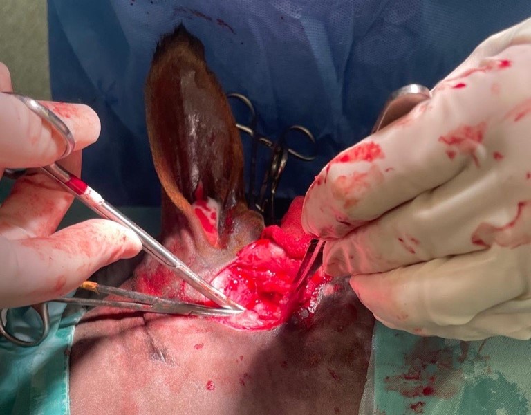 A rescue pony's suspected abscess turned out to be two giant teeth growing inside his skull - vets called the rare ear tooth case one of their most bizarre ever.