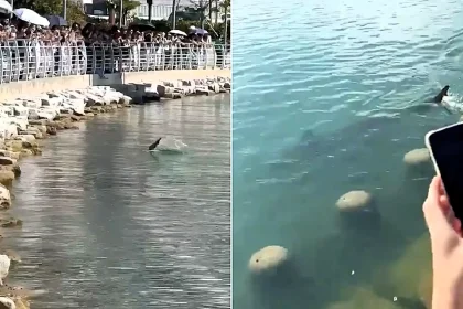A huge shark has been circling a city waterfront park for four days - drawing crowds of 10,000 after coastguards were warned forcing it out could spark an attack.