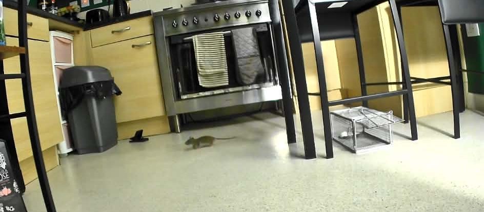 A family say they can hear rats scurrying in their walls at night - and installed CCTV in their own home to prove the infestation was real.