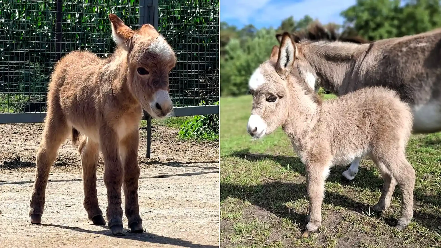 A two-week-old miniature donkey was stolen from a sanctuary before being tortured, shot dead and dumped back in the paddock where she vanished.