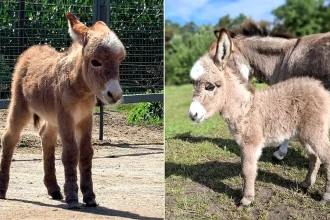 A two-week-old miniature donkey was stolen from a sanctuary before being tortured, shot dead and dumped back in the paddock where she vanished.