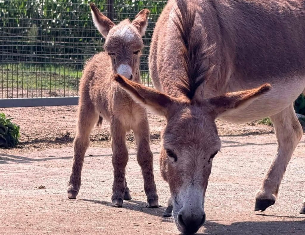 A two-week-old miniature donkey was stolen from a sanctuary before being tortured, shot dead and dumped back in the paddock where she vanished.