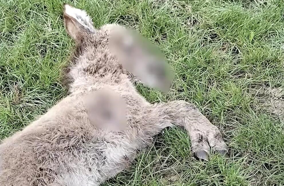 A two-week-old miniature donkey was stolen from a sanctuary before being tortured, shot dead and dumped back in the paddock where she vanished.