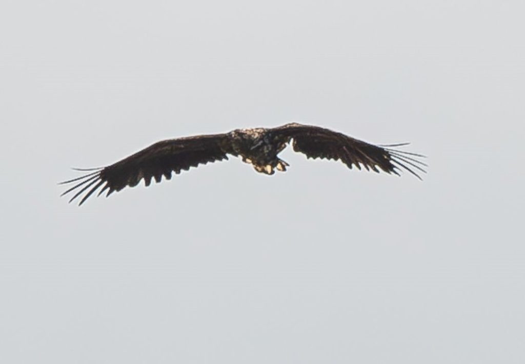 A miracle eagle who broke his wing as a chick and was feared doomed has been spotted alive on the Isle of Mull three years on - and experts are in awe of the survivor.