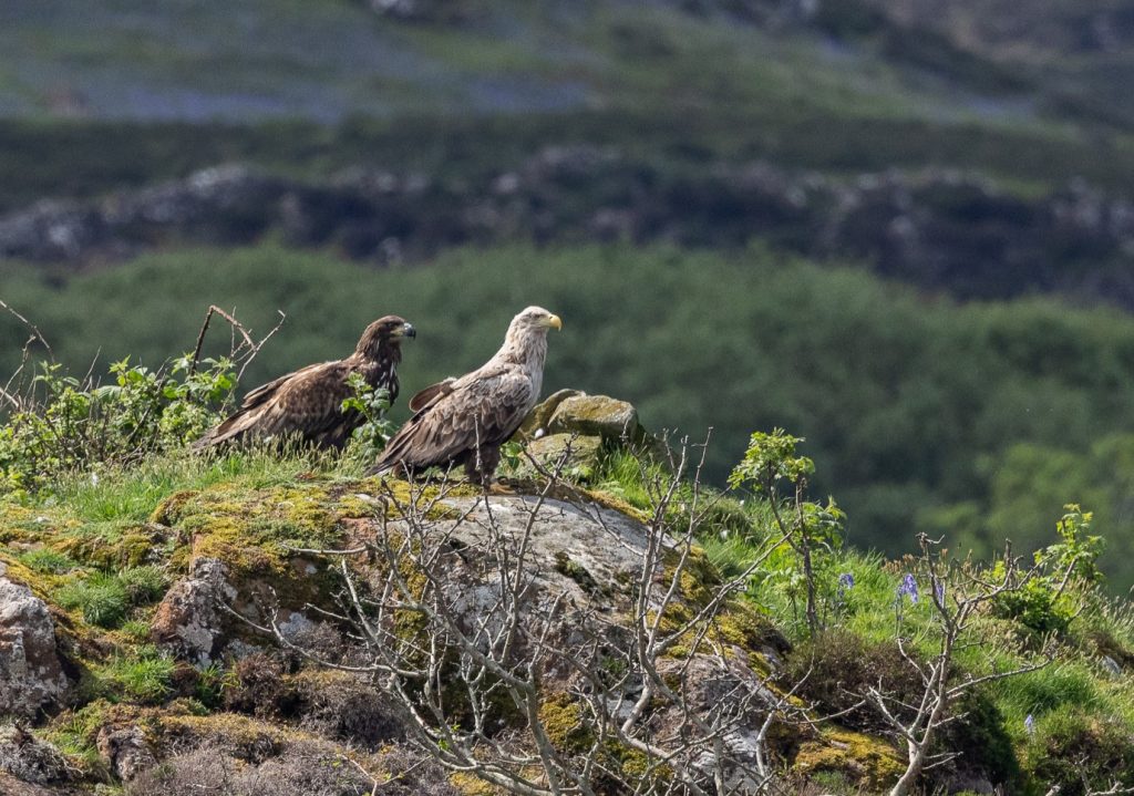 A miracle eagle who broke his wing as a chick and was feared doomed has been spotted alive on the Isle of Mull three years on - and experts are in awe of the survivor.
