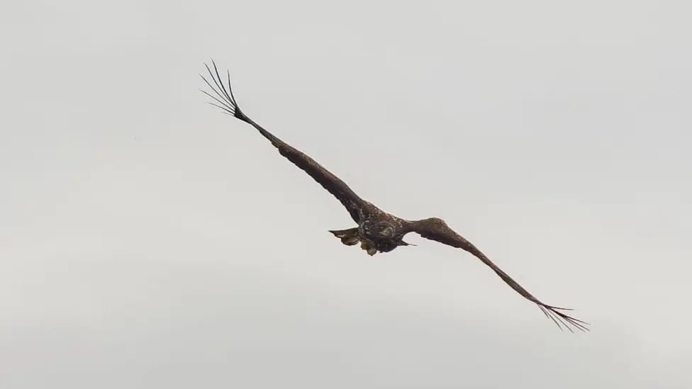 A miracle eagle who broke his wing as a chick and was feared doomed has been spotted alive on the Isle of Mull three years on - and experts are in awe of the survivor.