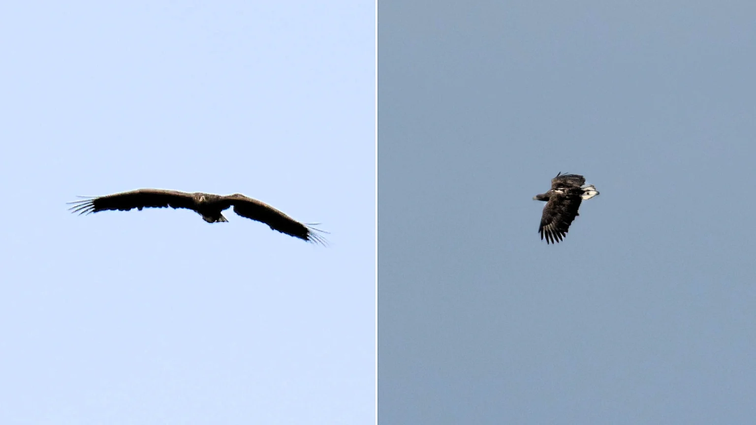 A miracle eagle who broke his wing as a chick and was feared doomed has been spotted alive on the Isle of Mull three years on - and experts are in awe of the survivor.