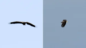 A miracle eagle who broke his wing as a chick and was feared doomed has been spotted alive on the Isle of Mull three years on - and experts are in awe of the survivor.