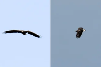 A miracle eagle who broke his wing as a chick and was feared doomed has been spotted alive on the Isle of Mull three years on - and experts are in awe of the survivor.