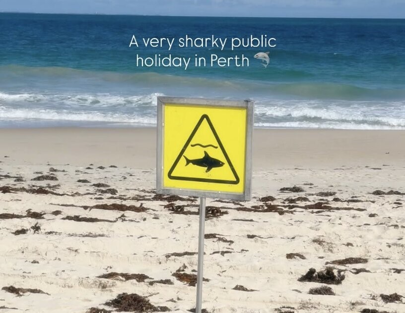 Great white sharks were filmed prowling the shallows of a Perth beach after a whale carcass washed ashore - just 10 days after a swimmer was killed by a shark nearby.