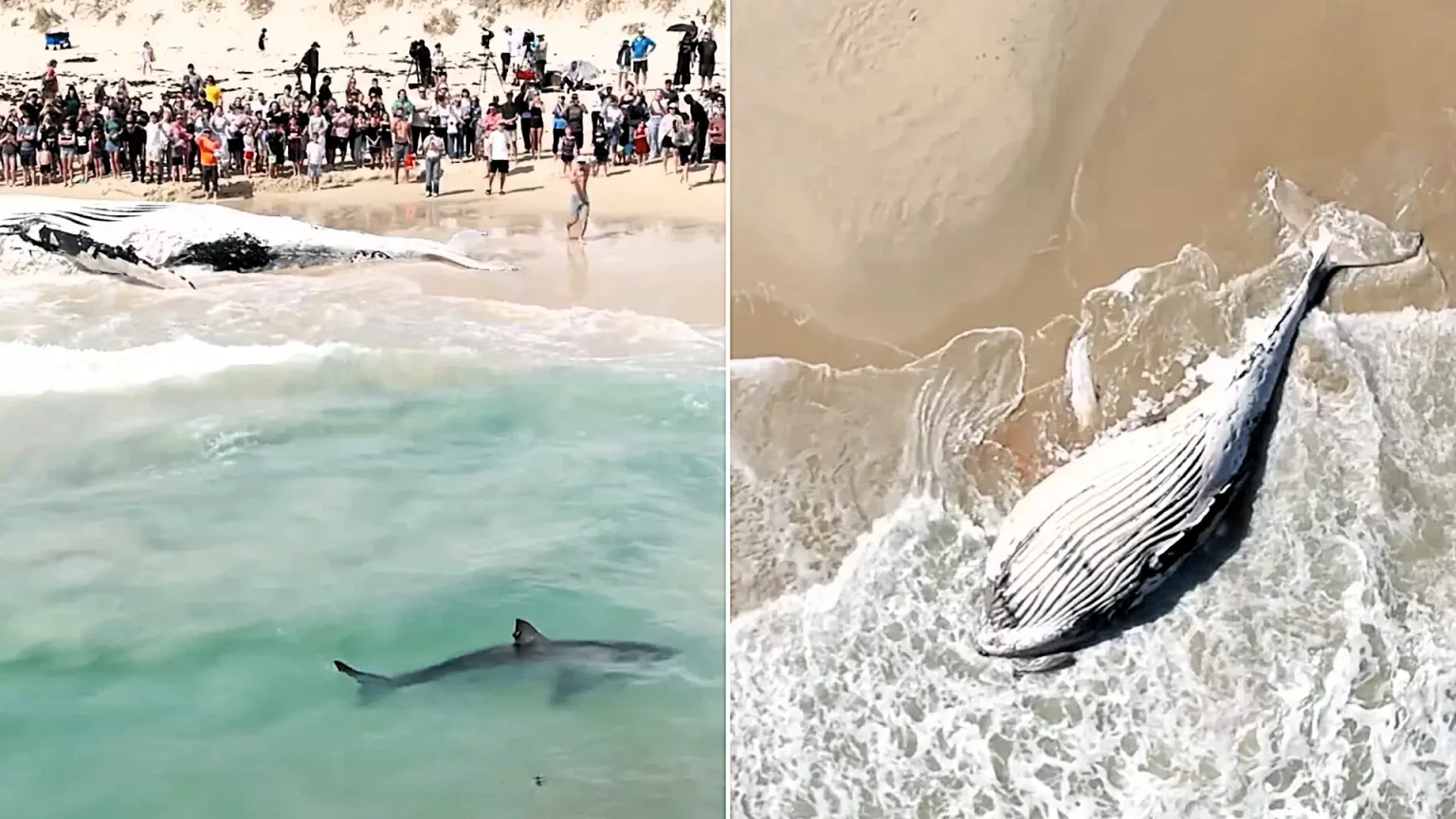 Great white sharks were filmed prowling the shallows of a Perth beach after a whale carcass washed ashore - just 10 days after a swimmer was killed by a shark nearby.