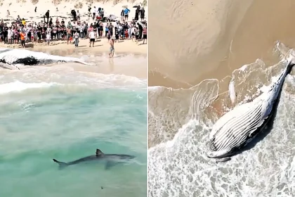 Great white sharks were filmed prowling the shallows of a Perth beach after a whale carcass washed ashore - just 10 days after a swimmer was killed by a shark nearby.