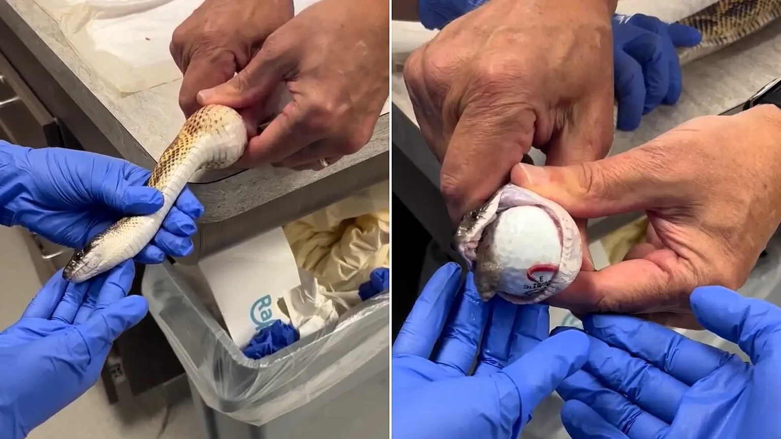 A snake left vets stunned after swallowing three golf balls, which were removed without surgery at a Texas exotic animal hospital in footage viewed over five million times.