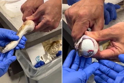 A snake left vets stunned after swallowing three golf balls, which were removed without surgery at a Texas exotic animal hospital in footage viewed over five million times.