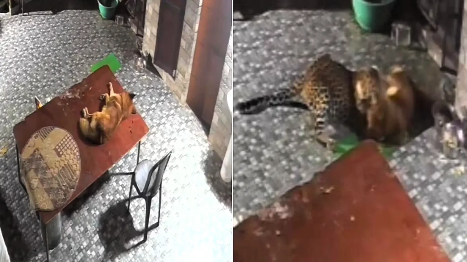 Brave pet dog fights off a leopard that crept into its owner's courtyard and pounced as it slept - CCTV shows the pooch chasing the big cat away in Uttarakhand, India.