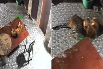 Brave pet dog fights off a leopard that crept into its owner's courtyard and pounced as it slept - CCTV shows the pooch chasing the big cat away in Uttarakhand, India.
