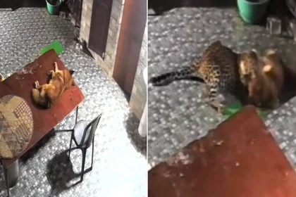 Brave pet dog fights off a leopard that crept into its owner's courtyard and pounced as it slept - CCTV shows the pooch chasing the big cat away in Uttarakhand, India.