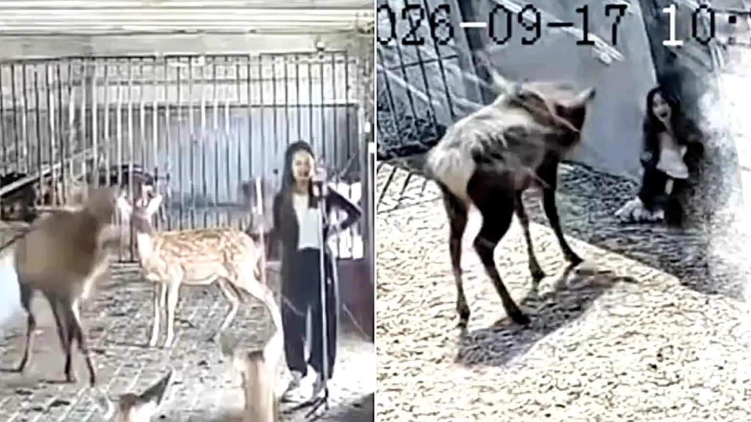 A woman was rammed from behind by a 30-stone stag in rut at a Chinese petting zoo - as her husband fought the animal off on livestream.