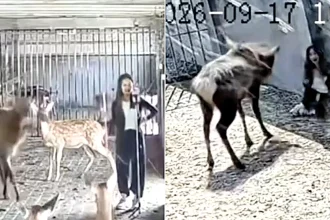 A woman was rammed from behind by a 30-stone stag in rut at a Chinese petting zoo - as her husband fought the animal off on livestream.